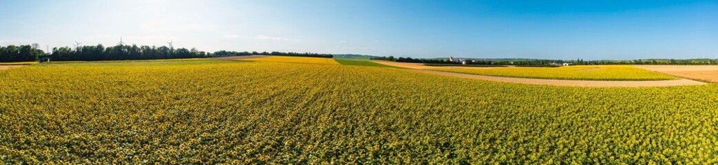 Bird's-eye view of large fields of sunflowers in full bloom in Rhineland-Palatinate/Germany