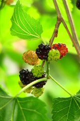 unripe mulberry ripens on a mulberry tree branch on a fruit plantation