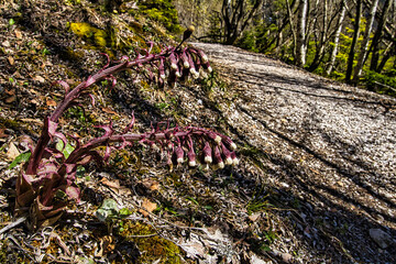 Gewöhnlicher Pestwurz Bergblume 