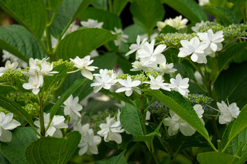 筑波山の紫陽花
