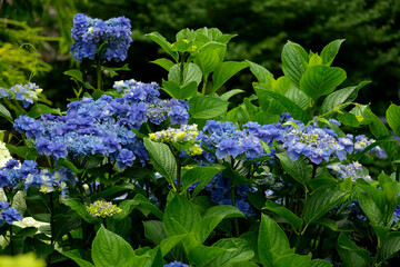 筑波山の紫陽花