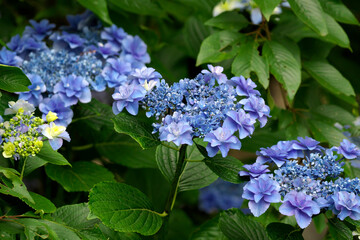 筑波山の紫陽花