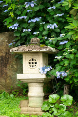 筑波山の紫陽花