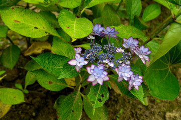 筑波山の紫陽花