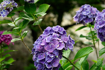 筑波山の紫陽花