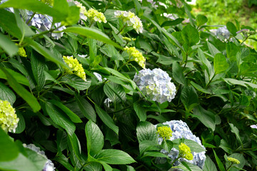 筑波山の紫陽花