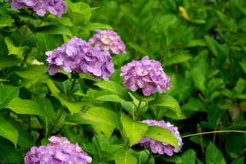 筑波山の紫陽花