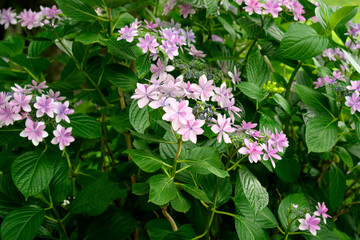 筑波山の紫陽花
