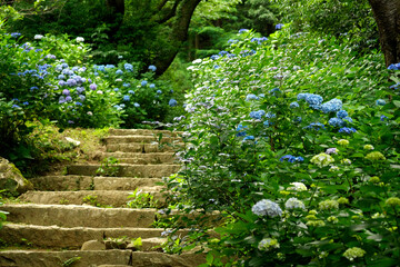 筑波山の紫陽花
