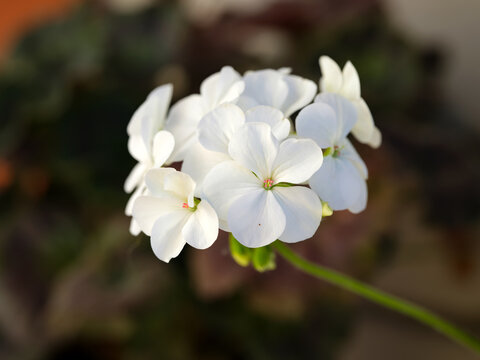 A close-up shot of a white geranium flower.