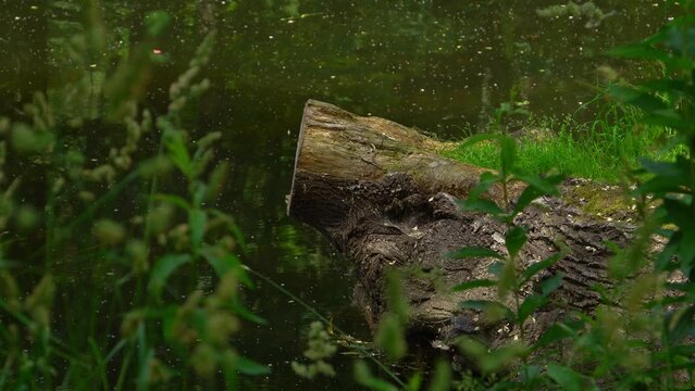 widok na ścięty pniak nad rzeką