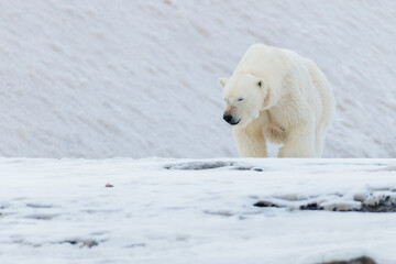 Fototapeta na wymiar Shot in Svalbard may 2022, polar bear mother and cub eating a reindeer and walking down the shore