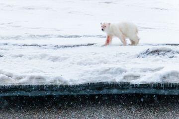 Shot in Svalbard may 2022, polar bear mother and cub eating a reindeer and walking down the shore