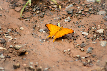 orangener Schmetterling 