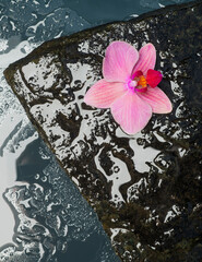 concept photo for spa wellness closeup with free space for text for banners and postcards stones in water and orchid flower