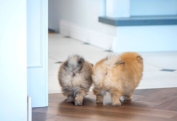 Pomeranian puppies walk together across the room