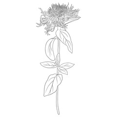 brown knapweed, Centaurea jacea, vector drawing wild plant isolated at white background , hand drawn botanical illustration