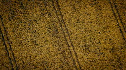 Brassica napus, Raps, Reps, Rapsfeld, Raps von Oben, Struktur, Muster, Gelb, Blumen