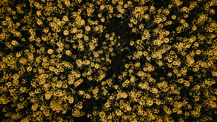 Brassica napus, Raps, Reps, Rapsfeld, Raps von Oben, Struktur, Muster, Gelb, Blumen