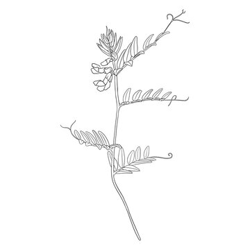 flower of bush vetch, Vicia sepium, vector drawing wild plant isolated at white background , hand drawn botanical illustration
