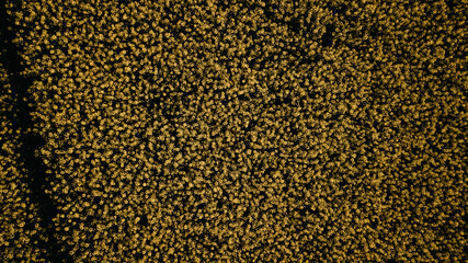 Brassica napus, Raps, Reps, Rapsfeld, Raps von Oben, Struktur, Muster