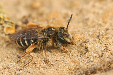 Closeup on a female of the rarely photographed Andrena albofasciata sitting on a sandy soil