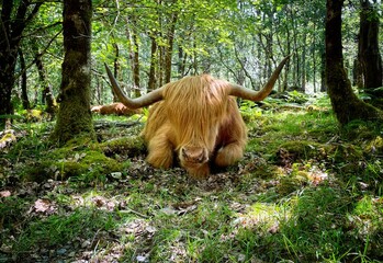 Highland Cow sat in a forest at Ganllwyd, Snowdonia National Park - 512828161