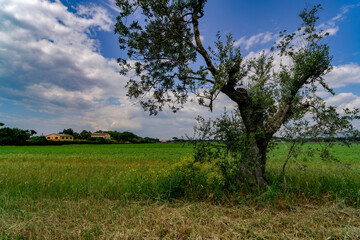 Fototapeta na wymiar Landscape with an old olive tree in the countryside of Castagneto Carducci Tuscany Italy