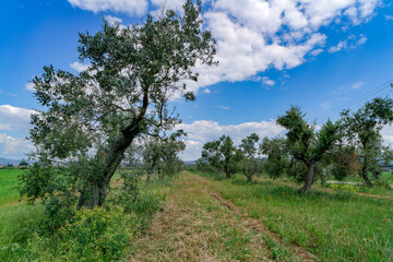 Fototapeta na wymiar Landscape with an old olive tree in the countryside of Castagneto Carducci Tuscany Italy