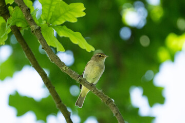 robin on branch