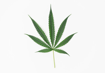 Green cannabis leaves isolated on white background.
