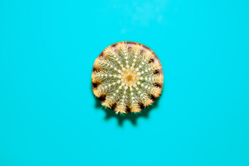 Top view eines Kaktus auf türkisen Hintergrund