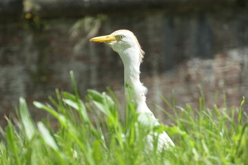 Tête d'oiseau dans la nature