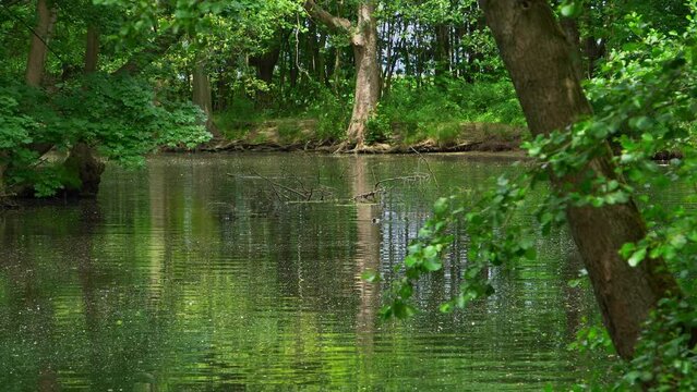 Widok na zakole rzeki płonia