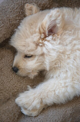 A cream-colored poodle puppy sleeps on a soft couch