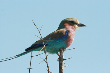Lilac-breasted Roller, Kruger National Park, South Africa