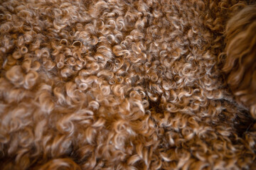 Background curly hair of a red poodle close-up