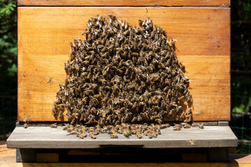 Colony of active western honey bees on a beehive outdoors 