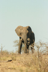 African elephant, Kruger National Park, South Africa