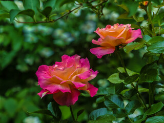 pink rose in the garden
