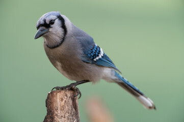 A Blue Jay (Cyanocitta cristata) perching on a branch in an early spring in Shawnee, Kansas.