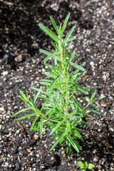 Rosemary growing in a garden