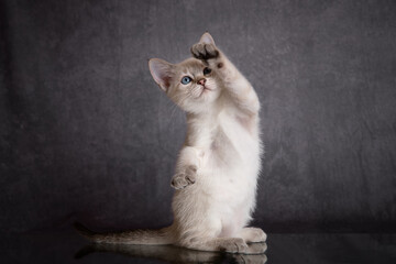 A little tabby kitten is sitting on a gray backgraund 