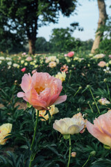 Beautiful fresh coral pink peony flower in full bloom in the garden on flowerbed with dark green leaves, close up. Summer natural floral background.
