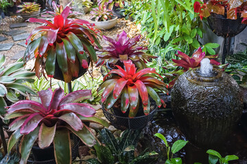 Multicolored bromeliad, colorful bromeliad leaves, Tropical plants in green house for garden decoration. Colorful Neoregelia plant for home decoration. Beautiful Neoregelia bromeliad plants in park.