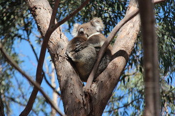 wild koala in australia  © frdric
