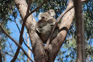 Schilderijen op glas wild koala in australia  © frdric