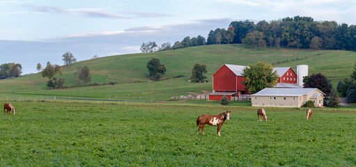 Horses grazing in a pasture beside an Amish farm with a red barn on a hillside in Holmes County,...