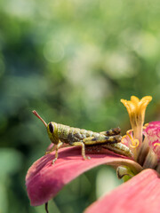 selective focus from close up photo or macro photo of a green grasshopper perched on a beautiful flower