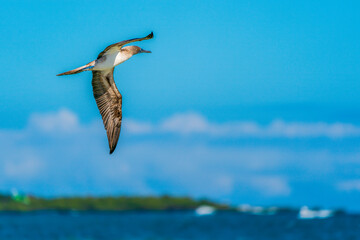 Flying Blue-footed Boobies